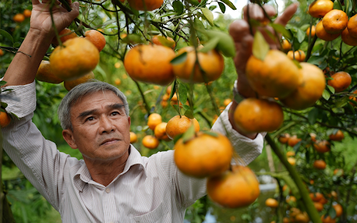 Ripe red tangerine garden from Chrome web store to be run with OffiDocs Chromium online Ripe red tangerine garden from Chrome web store to be run with OffiDocs Chromium online
