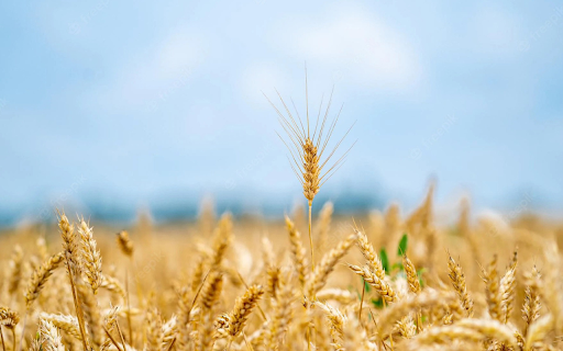 ripe rice flowers from Chrome web store to be run with OffiDocs Chromium online ripe rice flowers from Chrome web store to be run with OffiDocs Chromium online