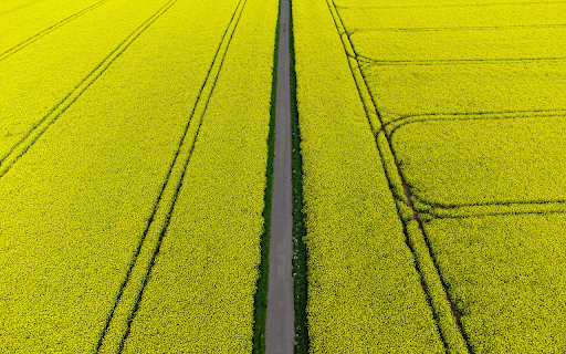 road and yellow flowers from Chrome web store to be run with OffiDocs Chromium online road and yellow flowers from Chrome web store to be run with OffiDocs Chromium online