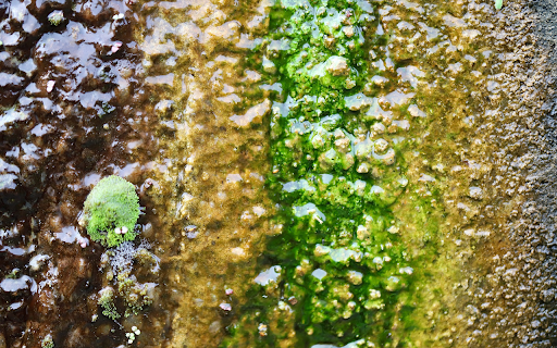 Rocks and moss from Chrome web store to be run with OffiDocs Chromium online Rocks and moss from Chrome web store to be run with OffiDocs Chromium online