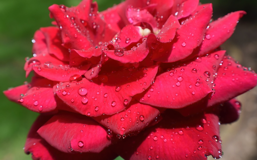 Roses after the rain from Chrome web store to be run with OffiDocs Chromium online Roses after the rain from Chrome web store to be run with OffiDocs Chromium online
