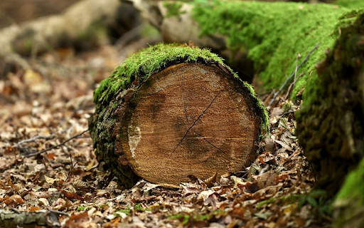 Round logs and green moss from Chrome web store to be run with OffiDocs Chromium online Round logs and green moss from Chrome web store to be run with OffiDocs Chromium online