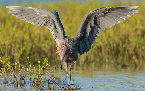 Rusty Heron from Chrome web store to be run with OffiDocs Chromium online Rusty Heron from Chrome web store to be run with OffiDocs Chromium online