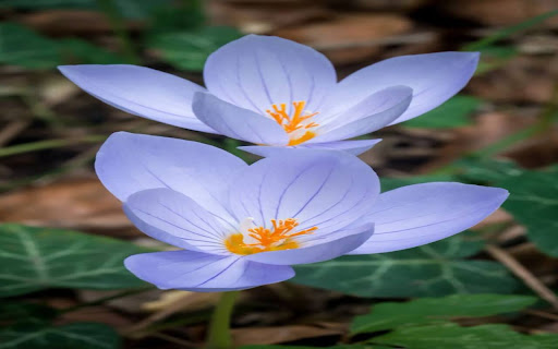 saffron flower wallpaper from Chrome web store to be run with OffiDocs Chromium online saffron flower wallpaper from Chrome web store to be run with OffiDocs Chromium online
