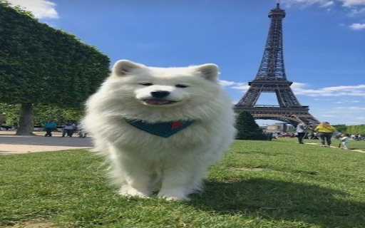 Samoyed dog wallpaper from Chrome web store to be run with OffiDocs Chromium online Samoyed dog wallpaper from Chrome web store to be run with OffiDocs Chromium online