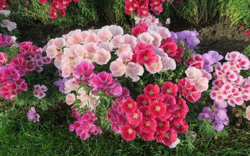 Satin Flowers in Bloom from Chrome web store to be run with OffiDocs Chromium online Satin Flowers in Bloom from Chrome web store to be run with OffiDocs Chromium online