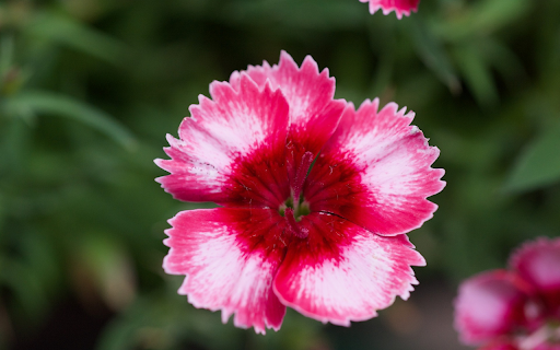 Sawtooth Flowers from Chrome web store to be run with OffiDocs Chromium online Sawtooth Flowers from Chrome web store to be run with OffiDocs Chromium online