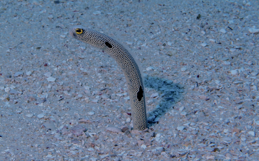 Sea Eel from Chrome web store to be run with OffiDocs Chromium online Sea Eel from Chrome web store to be run with OffiDocs Chromium online
