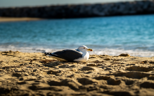 Seagull lying on the sand from Chrome web store to be run with OffiDocs Chromium online Seagull lying on the sand from Chrome web store to be run with OffiDocs Chromium online