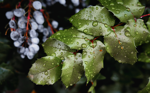 selective focus shot dew covered green leaves forest from Chrome web store to be run with OffiDocs Chromium online selective focus shot dew covered green leaves forest from Chrome web store to be run with OffiDocs Chromium online