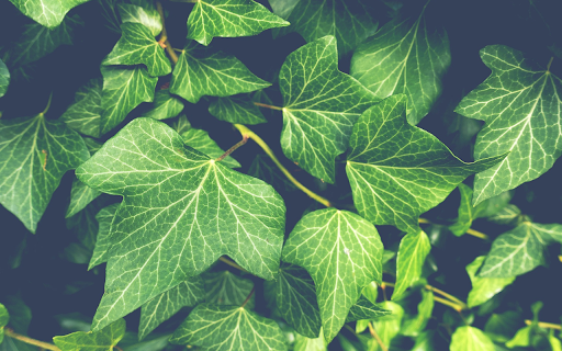 Set of vines from Chrome web store to be run with OffiDocs Chromium online Set of vines from Chrome web store to be run with OffiDocs Chromium online