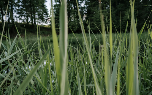 Sharp Long Grass from Chrome web store to be run with OffiDocs Chromium online Sharp Long Grass from Chrome web store to be run with OffiDocs Chromium online