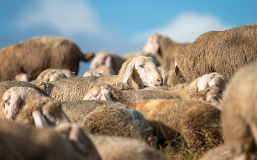Sheep from Chrome web store to be run with OffiDocs Chromium online Sheep from Chrome web store to be run with OffiDocs Chromium online