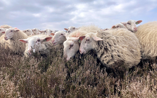 Sheep and Wool from Chrome web store to be run with OffiDocs Chromium online Sheep and Wool from Chrome web store to be run with OffiDocs Chromium online