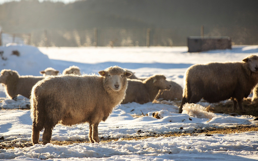 Sheep in Winter Light from Chrome web store to be run with OffiDocs Chromium online Sheep in Winter Light from Chrome web store to be run with OffiDocs Chromium online