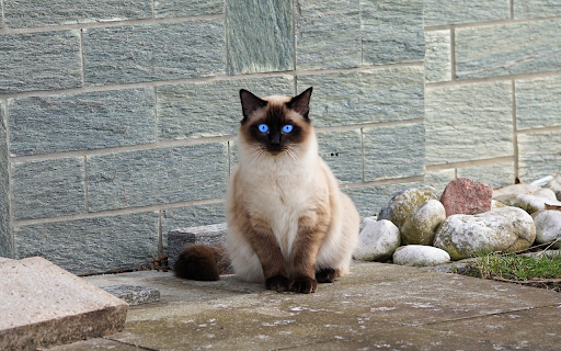 Siamese cat with jade eyes from Chrome web store to be run with OffiDocs Chromium online Siamese cat with jade eyes from Chrome web store to be run with OffiDocs Chromium online