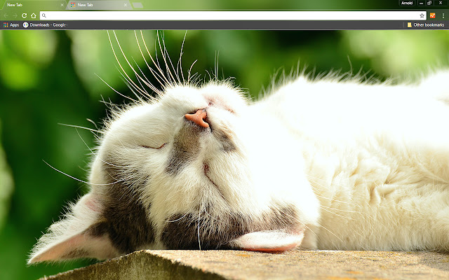 Sleeping Kitten from Chrome web store to be run with OffiDocs Chromium online Sleeping Kitten from Chrome web store to be run with OffiDocs Chromium online