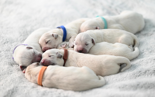Sleeping Puppy Circle from Chrome web store to be run with OffiDocs Chromium online Sleeping Puppy Circle from Chrome web store to be run with OffiDocs Chromium online