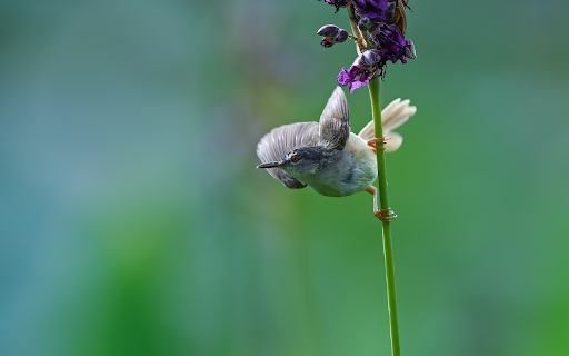 Small birds and flower branches from Chrome web store to be run with OffiDocs Chromium online Small birds and flower branches from Chrome web store to be run with OffiDocs Chromium online