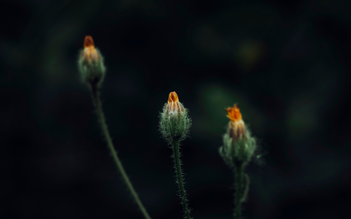 Small flower buds from Chrome web store to be run with OffiDocs Chromium online Small flower buds from Chrome web store to be run with OffiDocs Chromium online