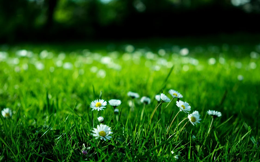 Small white chrysanthemums bloom from Chrome web store to be run with OffiDocs Chromium online Small white chrysanthemums bloom from Chrome web store to be run with OffiDocs Chromium online
