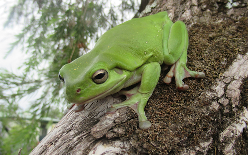 Smooth skinned frog from Chrome web store to be run with OffiDocs Chromium online Smooth skinned frog from Chrome web store to be run with OffiDocs Chromium online