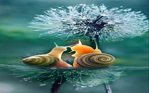 snail and dandelion wallpaper from Chrome web store to be run with OffiDocs Chromium online snail and dandelion wallpaper from Chrome web store to be run with OffiDocs Chromium online