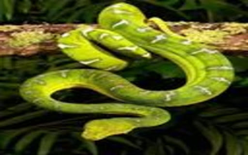 snake wallpaper at from Chrome web store to be run with OffiDocs Chromium online snake wallpaper at from Chrome web store to be run with OffiDocs Chromium online