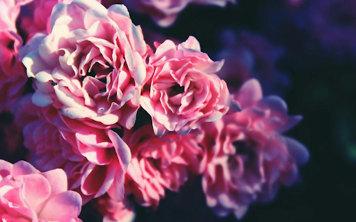 Soft Pink Roses Theme from Chrome web store to be run with OffiDocs Chromium online Soft Pink Roses Theme from Chrome web store to be run with OffiDocs Chromium online
