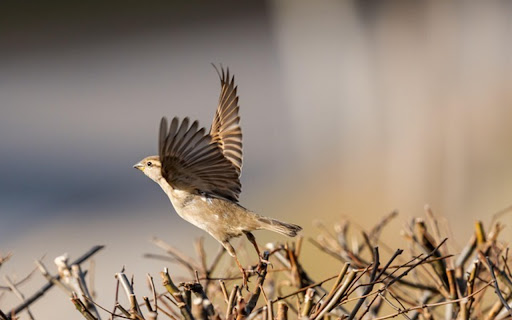 sparrow Theme from Chrome web store to be run with OffiDocs Chromium online sparrow Theme from Chrome web store to be run with OffiDocs Chromium online