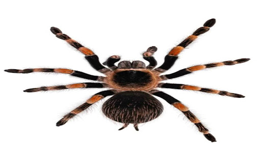 spider wallpaper from Chrome web store to be run with OffiDocs Chromium online spider wallpaper from Chrome web store to be run with OffiDocs Chromium online