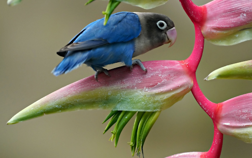 Spring flowers bloom from Chrome web store to be run with OffiDocs Chromium online Spring flowers bloom from Chrome web store to be run with OffiDocs Chromium online