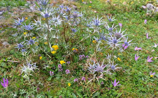 Spring grass flowers from Chrome web store to be run with OffiDocs Chromium online Spring grass flowers from Chrome web store to be run with OffiDocs Chromium online