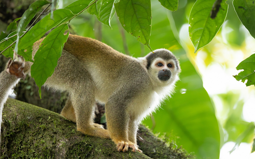 Squirrel monkey with dirty mouth from Chrome web store to be run with OffiDocs Chromium online Squirrel monkey with dirty mouth from Chrome web store to be run with OffiDocs Chromium online