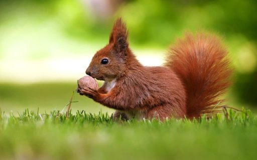 Squirrel: The Energetic and Clever Climber from Chrome web store to be run with OffiDocs Chromium online Squirrel: The Energetic and Clever Climber from Chrome web store to be run with OffiDocs Chromium online