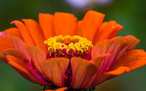 stamens Theme from Chrome web store to be run with OffiDocs Chromium online stamens Theme from Chrome web store to be run with OffiDocs Chromium online