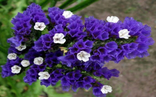 Statice flowers wallpaper from Chrome web store to be run with OffiDocs Chromium online Statice flowers wallpaper from Chrome web store to be run with OffiDocs Chromium online