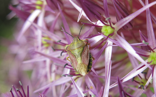 Stink bugs and fragrant flowers from Chrome web store to be run with OffiDocs Chromium online Stink bugs and fragrant flowers from Chrome web store to be run with OffiDocs Chromium online