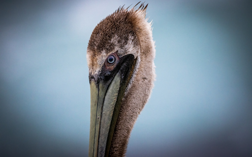Stork head from Chrome web store to be run with OffiDocs Chromium online Stork head from Chrome web store to be run with OffiDocs Chromium online