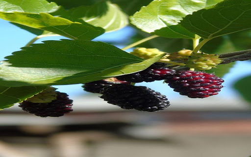 strawberry branch wallpaper with fruit from Chrome web store to be run with OffiDocs Chromium online strawberry branch wallpaper with fruit from Chrome web store to be run with OffiDocs Chromium online
