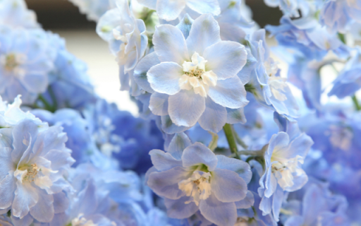 Stunningly Beautiful Peace Rose: A Timeless Symbol of Elegance and Serenity from Chrome web store to be run with OffiDocs Chromium online Stunningly Beautiful Peace Rose: A Timeless Symbol of Elegance and Serenity from Chrome web store to be run with OffiDocs Chromium online