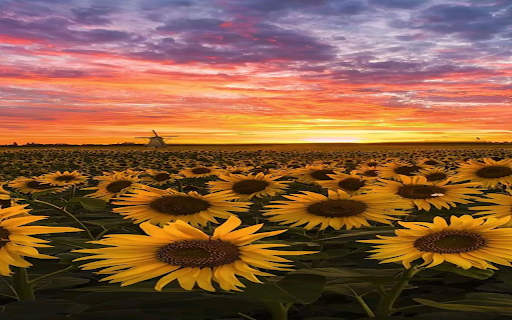 Sunflower field wallpaper from Chrome web store to be run with OffiDocs Chromium online Sunflower field wallpaper from Chrome web store to be run with OffiDocs Chromium online