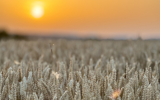 Sunset in wheat fields from Chrome web store to be run with OffiDocs Chromium online Sunset in wheat fields from Chrome web store to be run with OffiDocs Chromium online
