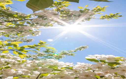sunshine and flowers wallpaper from Chrome web store to be run with OffiDocs Chromium online sunshine and flowers wallpaper from Chrome web store to be run with OffiDocs Chromium online