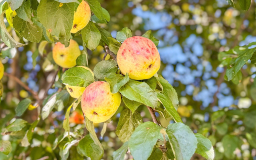 Sweet and fragrant apples from Chrome web store to be run with OffiDocs Chromium online Sweet and fragrant apples from Chrome web store to be run with OffiDocs Chromium online