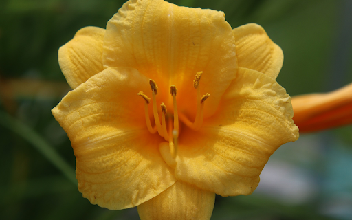 Sweet flower from Chrome web store to be run with OffiDocs Chromium online Sweet flower from Chrome web store to be run with OffiDocs Chromium online