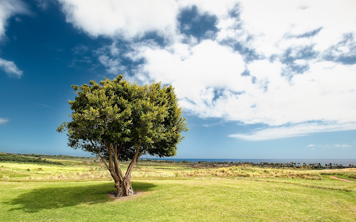 Sycamore tree on the lawn from Chrome web store to be run with OffiDocs Chromium online Sycamore tree on the lawn from Chrome web store to be run with OffiDocs Chromium online