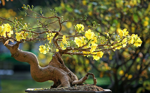 The apricot tree welcomes spring from Chrome web store to be run with OffiDocs Chromium online The apricot tree welcomes spring from Chrome web store to be run with OffiDocs Chromium online