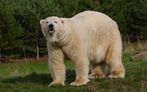 The bear has opaque white fur from Chrome web store to be run with OffiDocs Chromium online The bear has opaque white fur from Chrome web store to be run with OffiDocs Chromium online
