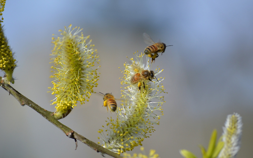 The bees are hard working from Chrome web store to be run with OffiDocs Chromium online The bees are hard working from Chrome web store to be run with OffiDocs Chromium online